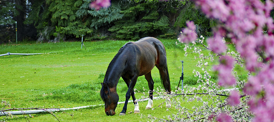 Horse Grazing Muzzle  : Protect Your Horse's Health