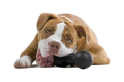 dog with chew toy