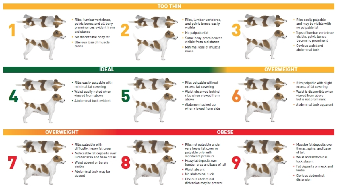 Is Your Pet a Healthy Weight? LubriSynHA