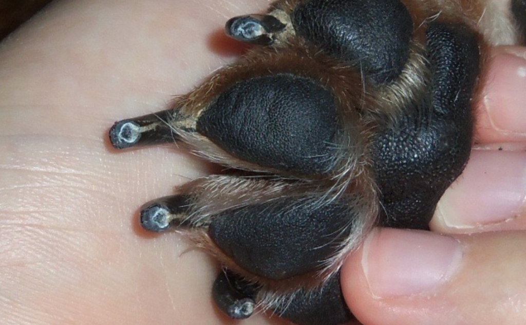 LubriSynHA