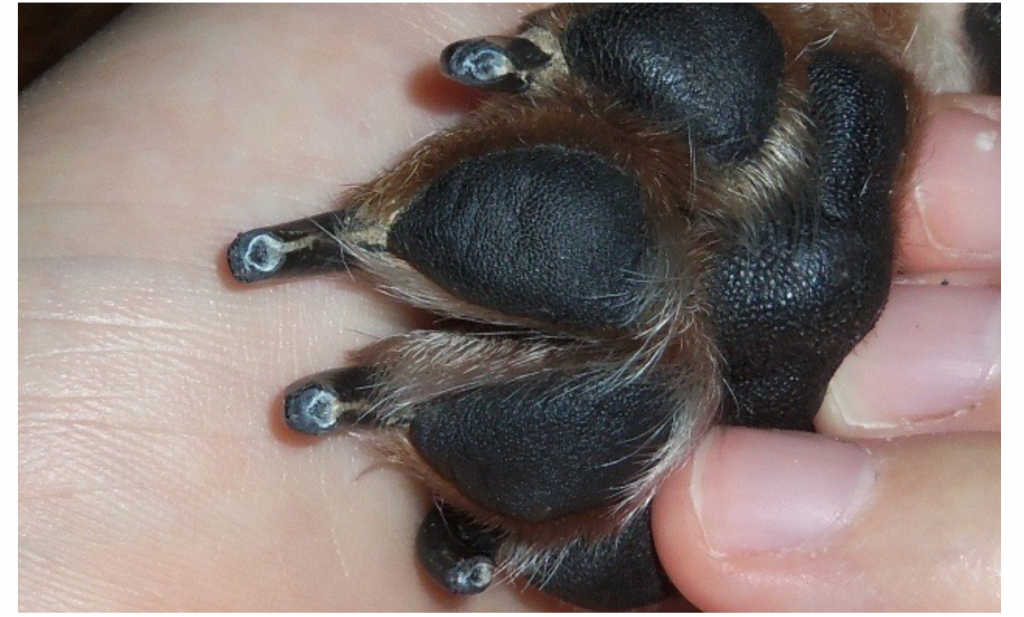 how to clip black dog nails