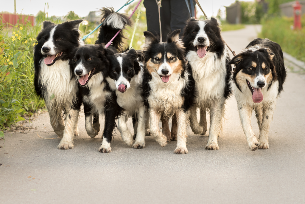 Six dogs being walked at the same time.