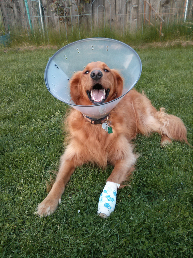 Golden retriever laying in grass with a bandaged leg and a cone.
