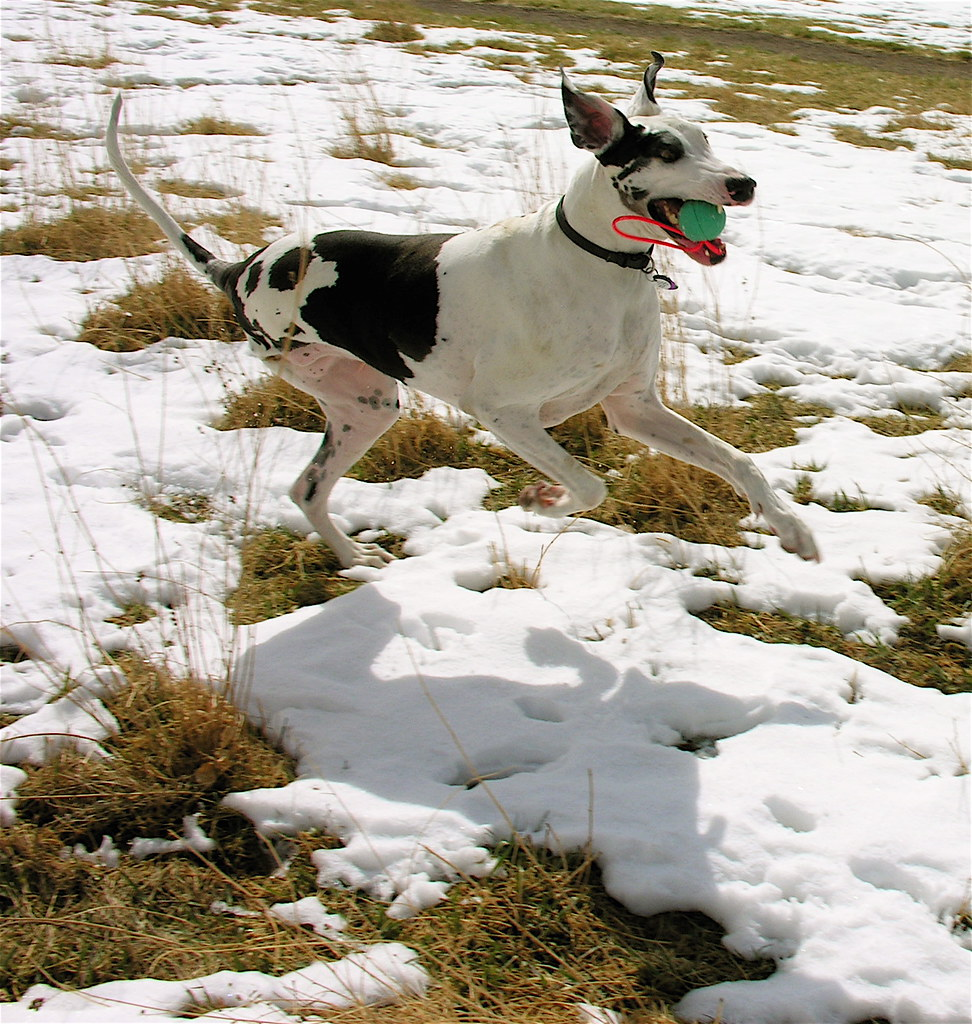 Three legged dog running through a snowy field with a ball in its mouth.