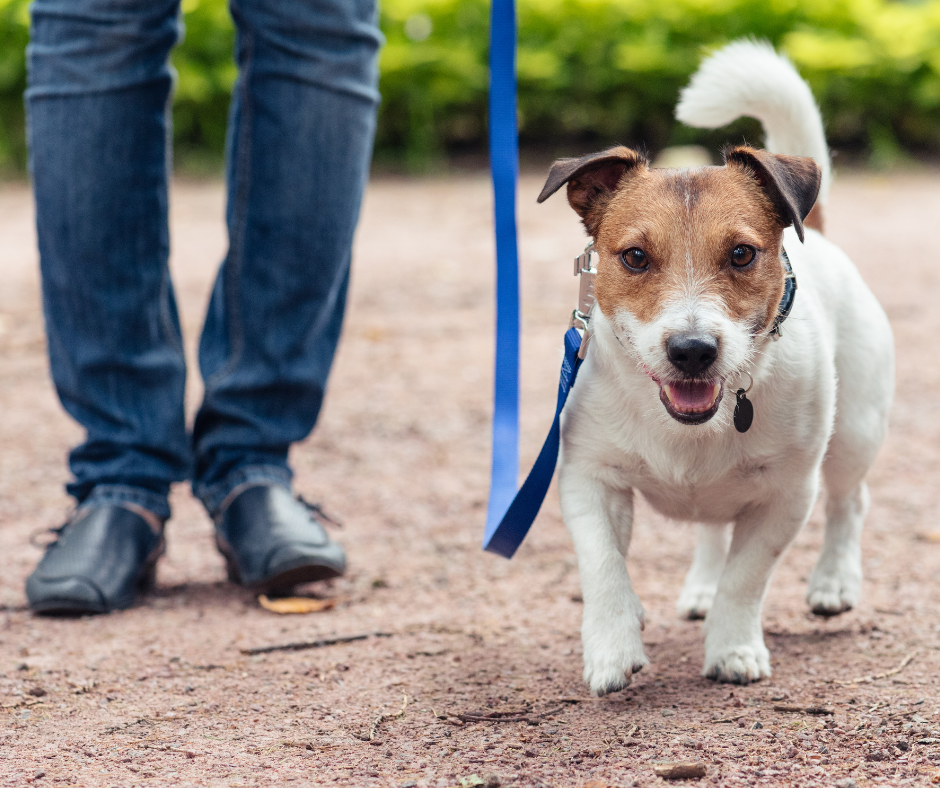 A jack russel terrier being walked on a dirt path.