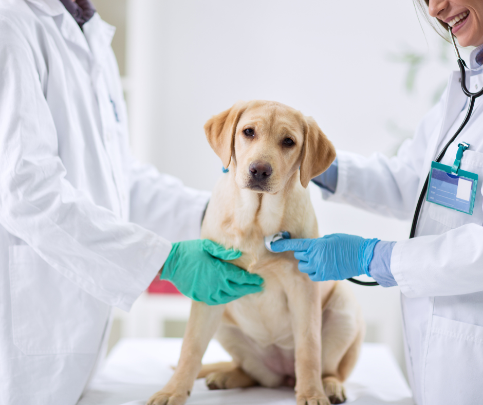 A yellow lab sitting on an exam table being examined by two veterinarians.