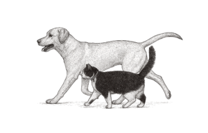 dog and cat