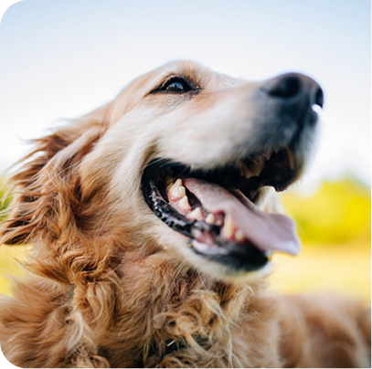 golden retriever