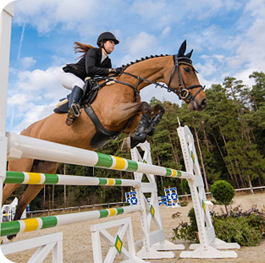 horse jump