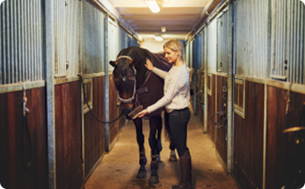 Horse foster