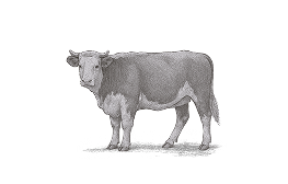 Sketch of a cow
