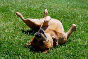 Dog Rolling over