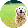 golder retreiver profile