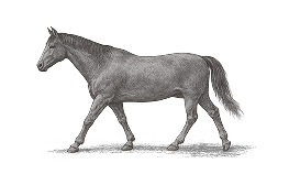Sketch of a horse
